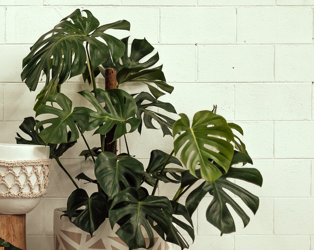 Monstera Plant Care Guide - How to Care For Swiss Cheese Plants