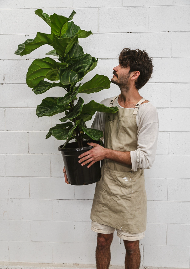 How to Use a Moisture Meter to Know When to Water Your Fiddle Leaf Fig